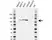 Anti CD324 Antibody, clone AB04/4G6 (PrecisionAb Monoclonal Antibody) thumbnail image 2