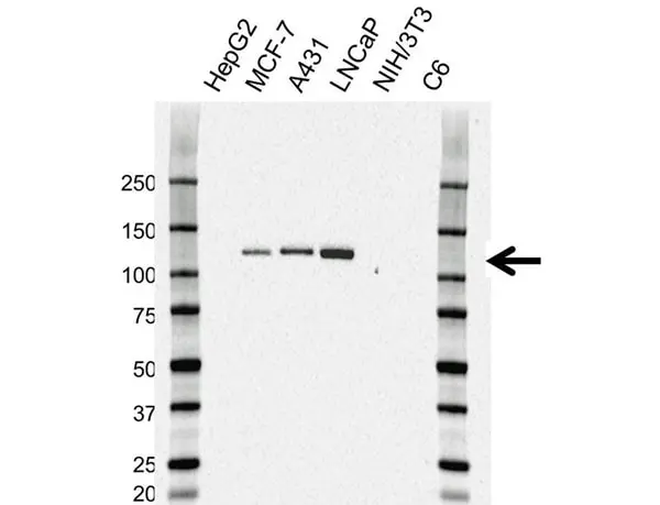 Anti CD324 Antibody, clone AB04/4G6 (PrecisionAb Monoclonal Antibody) gallery image 2