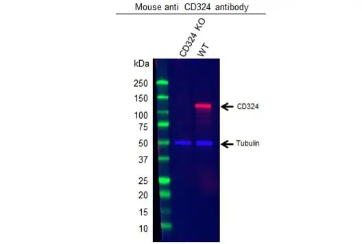 Anti CD324 Antibody, clone AB04/4G6 (PrecisionAb Monoclonal Antibody) gallery image 3