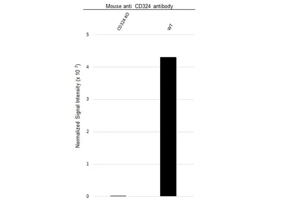 Anti CD324 Antibody, clone AB04/4G6 (PrecisionAb Monoclonal Antibody) gallery image 4