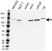 Anti CD324 Antibody (PrecisionAb Monoclonal Antibody) thumbnail image 1