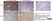 Anti Human CD326 Antibody, clone MOC-31 thumbnail image 10