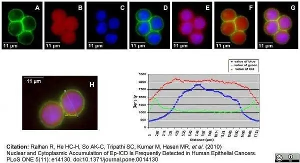 Anti Human CD326 Antibody, clone MOC-31 gallery image 6