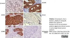 Anti Human CD326 Antibody, clone MOC-31 gallery image 9