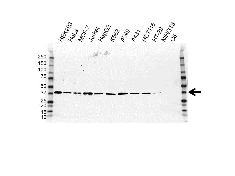 Anti CD326 Antibody, clone OTI2G1 (PrecisionAb Monoclonal Antibody) gallery image 1