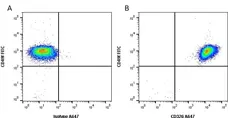 Anti Human CD326 Antibody, clone VU-1D9 gallery image 2