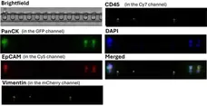 Anti Human CD326 Antibody, clone VU-1D9 gallery image 5