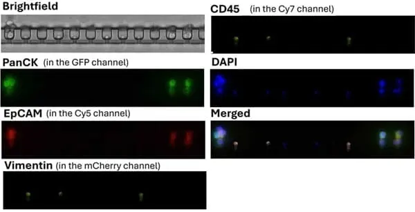 Anti Human CD326 Antibody, clone VU-1D9 gallery image 5