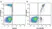 Anti Human CD33 Antibody, clone WM53 thumbnail image 23