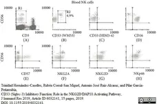 Anti Human CD33 Antibody, clone WM53 gallery image 3