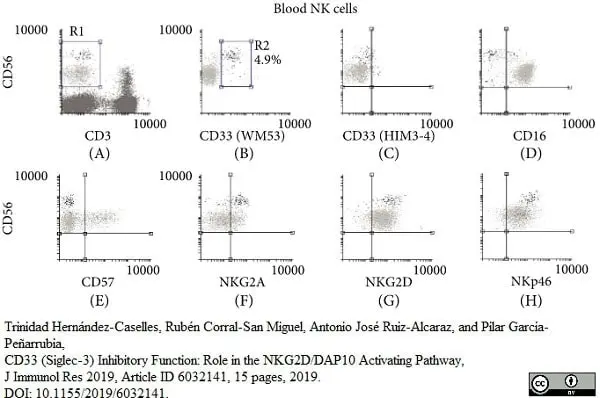 Anti Human CD33 Antibody, clone WM53 gallery image 3