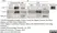 Anti Human CD33 Antibody, clone WM53 thumbnail image 4