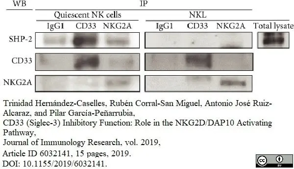 Anti Human CD33 Antibody, clone WM53 gallery image 4