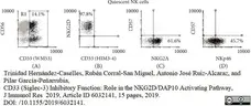 Anti Human CD33 Antibody, clone WM53 gallery image 5