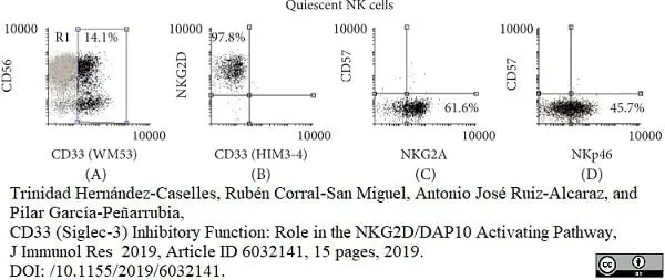 Anti Human CD33 Antibody, clone WM53 gallery image 5