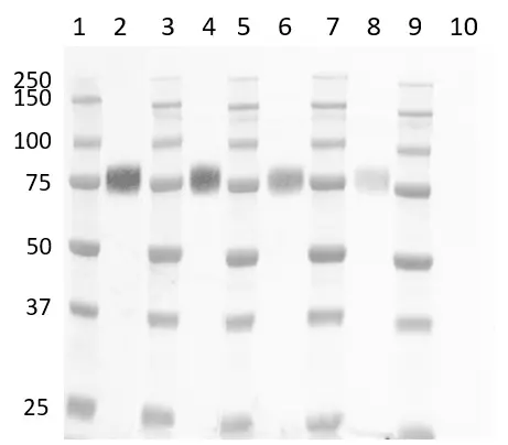 Anti Human CD33 Antibody, clone WM53 gallery image 7