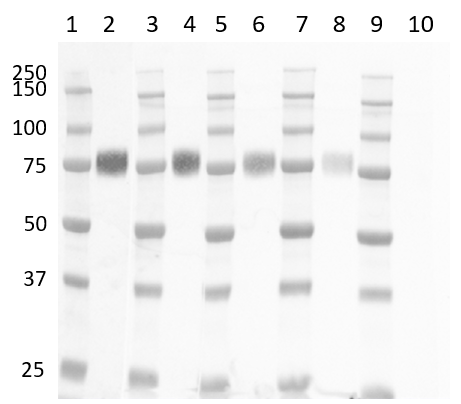 Anti Human CD33 Antibody, clone WM53 gallery image 8