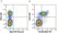 Anti Human CD335 Antibody, clone 9E2 thumbnail image 2