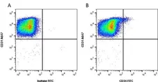 Anti Human CD34 Antibody, clone QBEND/10 gallery image 2