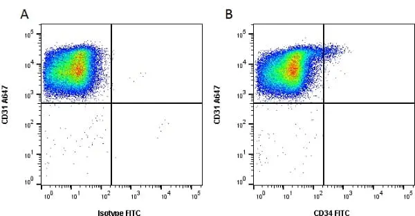 Anti Human CD34 Antibody, clone QBEND/10 gallery image 2