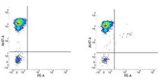 Anti Human CD34 Antibody, clone QBEND/10 gallery image 3