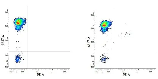 Anti Human CD34 Antibody, clone QBEND/10 gallery image 3