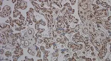 Anti Human CD34 Antibody, clone QBEND/10 gallery image 4