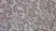 Anti Human CD34 Antibody, clone QBEND/10 thumbnail image 4
