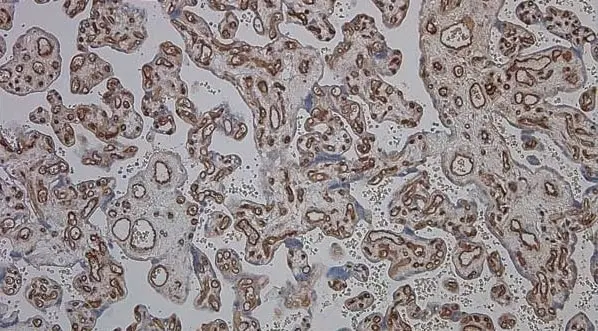 Anti Human CD34 Antibody, clone QBEND/10 gallery image 4