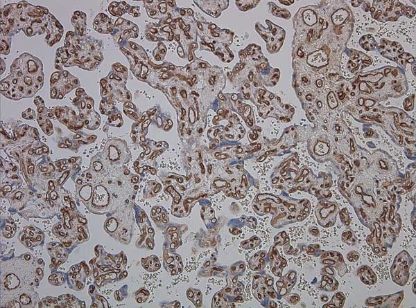Anti Human CD34 Antibody, clone QBEND/10 gallery image 4