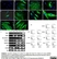 Anti Human CD34 Antibody, clone QBEND/10 thumbnail image 5