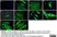 Anti Human CD34 Antibody, clone QBEND/10 thumbnail image 5