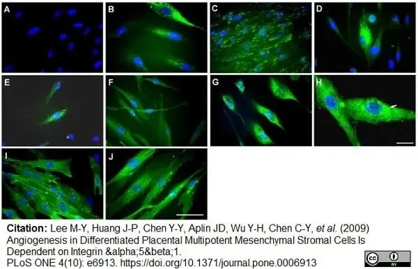 Anti Human CD34 Antibody, clone QBEND/10 gallery image 5