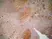 Anti Human CD36 Antibody, clone SMØ thumbnail image 2