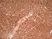Anti Human CD36 Antibody, clone SMØ thumbnail image 3