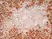 Anti Human CD36 Antibody, clone SMØ thumbnail image 4