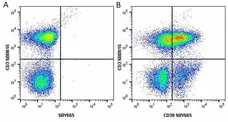 Anti Human CD38 Antibody, clone AT13/5 gallery image 23