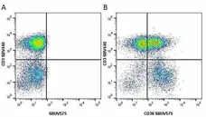 Anti Human CD38 Antibody, clone AT13/5 gallery image 31