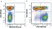 Anti Human CD38 Antibody, clone AT13/5 thumbnail image 33