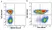 Anti Human CD38 Antibody, clone AT13/5 thumbnail image 36