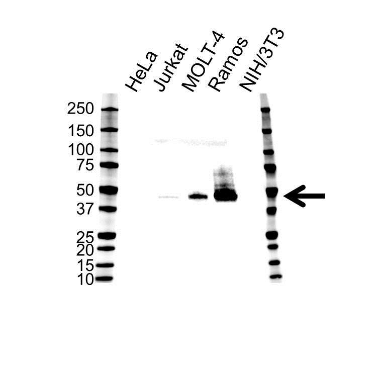Anti CD38 Antibody (PrecisionAb Monoclonal Antibody) gallery image 1