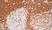 Anti Human CD4 Antibody, clone RPA-T4 thumbnail image 10