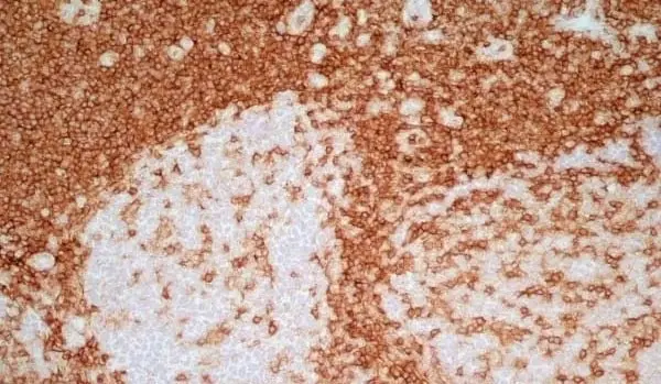 Anti Human CD4 Antibody, clone RPA-T4 gallery image 10