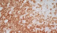 Anti Human CD4 Antibody, clone RPA-T4 gallery image 11