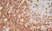 Anti Human CD4 Antibody, clone RPA-T4 thumbnail image 11