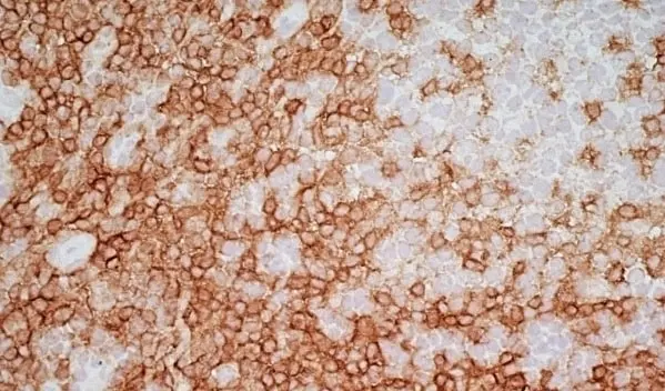 Anti Human CD4 Antibody, clone RPA-T4 gallery image 11