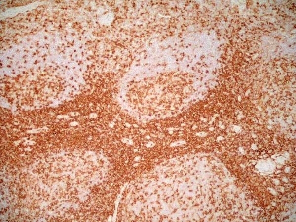 Anti Human CD4 Antibody, clone RPA-T4 gallery image 10
