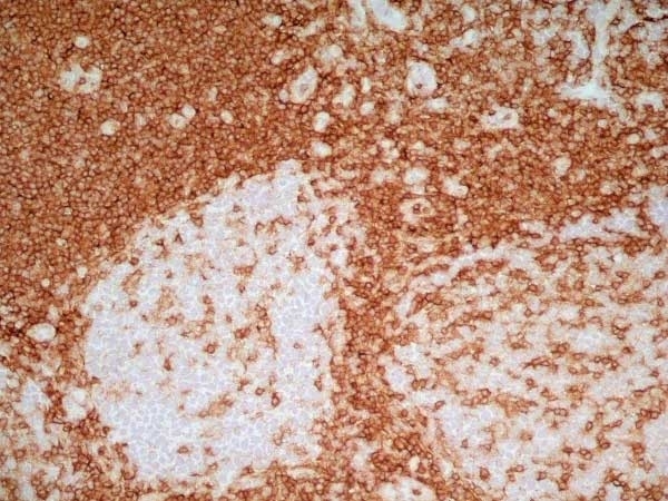 Anti Human CD4 Antibody, clone RPA-T4 gallery image 12