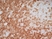 Anti Human CD4 Antibody, clone RPA-T4 thumbnail image 15