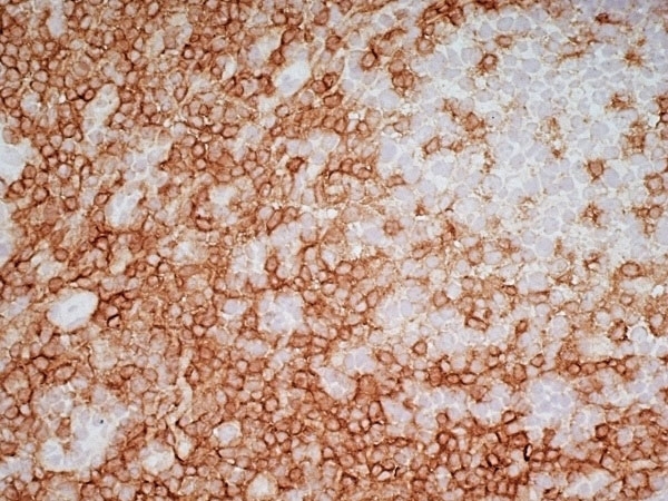 Anti Human CD4 Antibody, clone RPA-T4 gallery image 15
